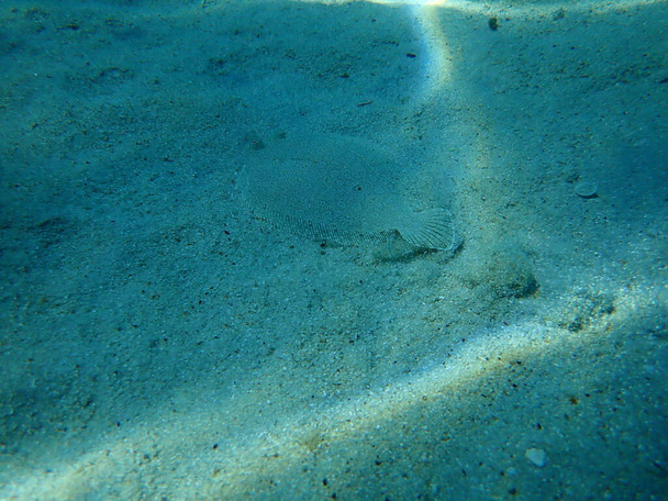 A nagyszemű lepényhal (Bothus podas), Égei-tenger, Görögország, Halkidiki - Fotó, kép