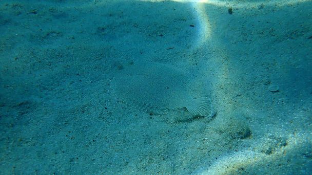 A nagyszemű lepényhal (Bothus podas), Égei-tenger, Görögország, Halkidiki - Fotó, kép