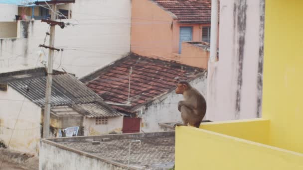 Animal mono salvaje que vive en la ciudad india posando en los tejados en cámara lenta. Divertido macaco sentado en el borde de la azotea en el fondo de edificios urbanos. Viajes turismo vacaciones ecología concepto de protección
 - Metraje, vídeo