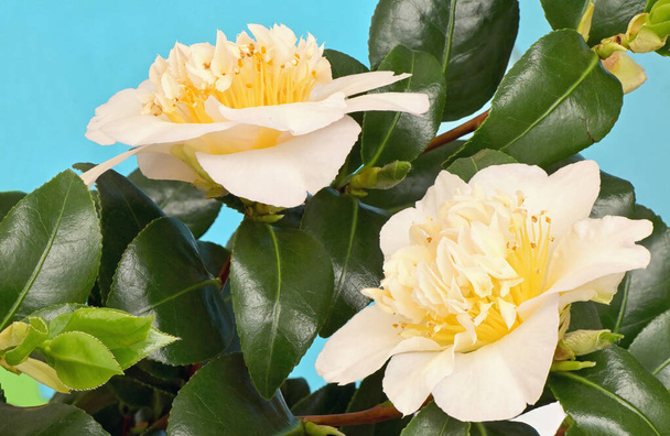 Camellia Theaceae oddział z kwiatem - Zdjęcie, obraz