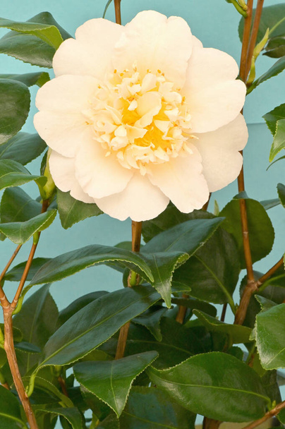 Філіал Camellia Theaceae з квіткою - Фото, зображення