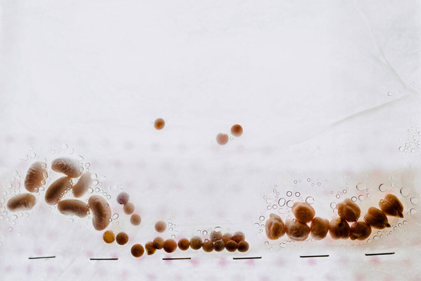 Un experimento escolar, con semillas de leguminosas como garbanzos y lentejas, dentro de una bolsa plástica húmeda
. - Foto, imagen