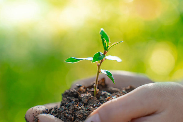 Eco Earth Day Konzept. Umweltfreundlich. Rettet den Planeten. Kampf gegen den Klimawandel. Hände halten junge Pflanze auf verschwommenem Naturhintergrund mit Sonnenlicht.   - Foto, Bild