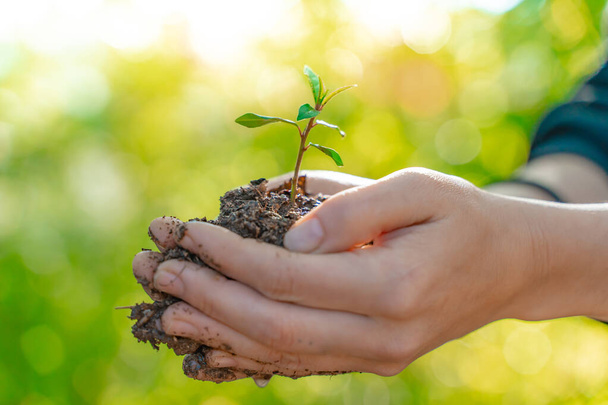 Eco earth day concept. Eco friendly. Save the planet. Fighting climate exchange. Hands holding young plant on blur nature background with sunlight.   - Photo, Image
