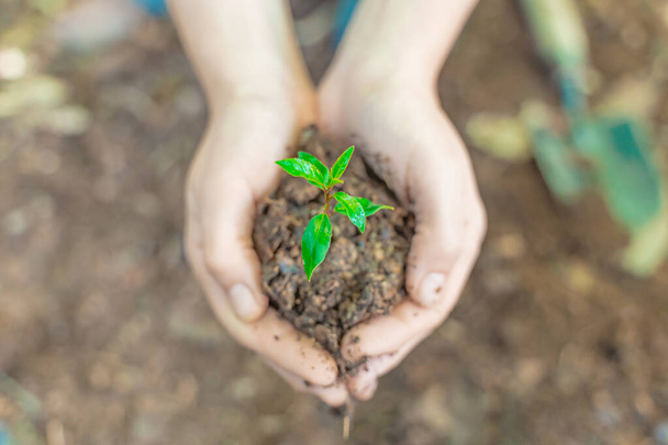 Eco earth day concept. Eco friendly. Save the planet. Fighting climate exchange. Hands holding young plant on blur nature background with sunlight.   - Fotó, kép