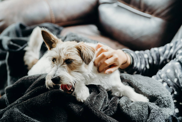 Egy lány kutyával a kanapén alszik a nappaliban. Személy és kisállat együtt. Egy kis Jack Russell Terrier hosszú hajú. - Fotó, kép