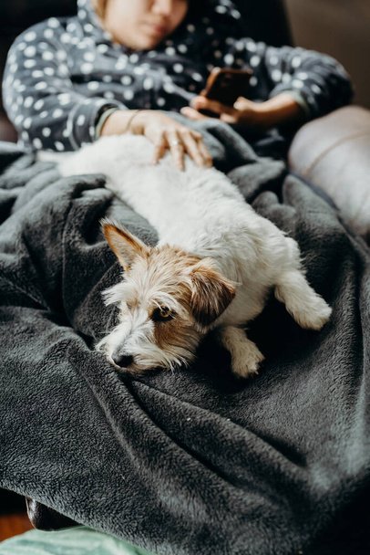 Une fille avec chien dort sur le canapé dans le salon. Personne et animal de compagnie ensemble. Un petit Jack Russell Terrier aux cheveux longs
. - Photo, image