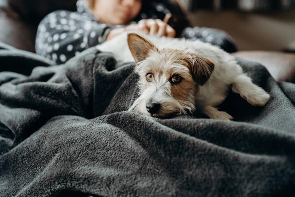 Una chica con perro duerme en el sofá en el salón. Persona y mascota juntas. Un pequeño Jack Russell Terrier de pelo largo
. - Foto, imagen