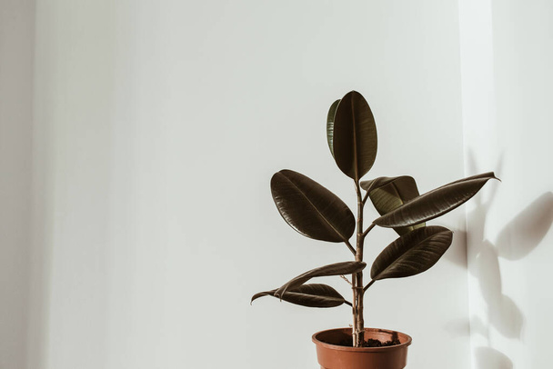 Closeup of rubber plant ficus in flower pot on white background. Minimal modern interior design concept. - Fotoğraf, Görsel