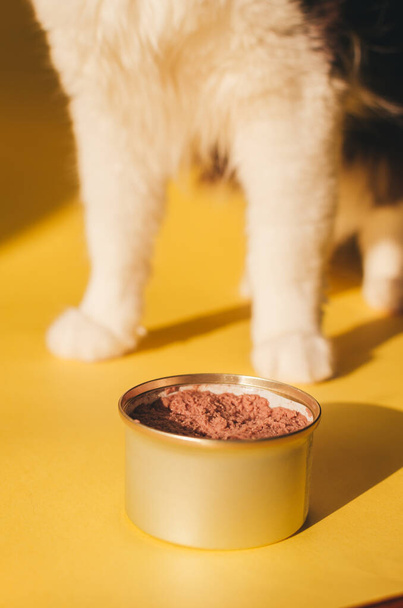 Vue recadrée du chat sibérien prêt à manger de la nourriture pour animaux de compagnie en boîte sur le mur jaune
 - Photo, image