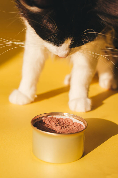 Viljelty näkymä Siperian kissa valmis syömään lemmikkieläinten ruokaa purkissa keltaisella seinällä
 - Valokuva, kuva