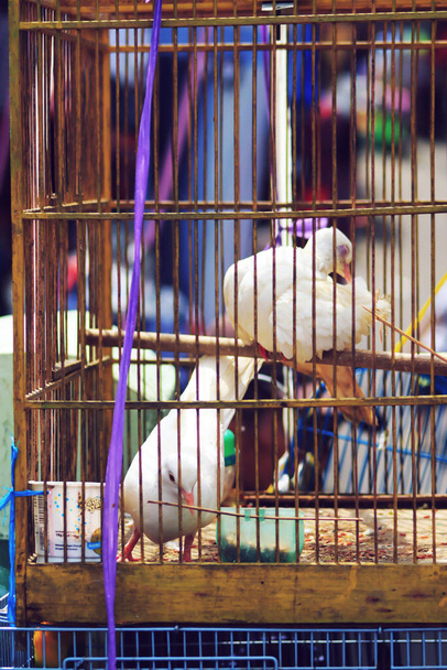 a white dove in a cage - Photo, Image