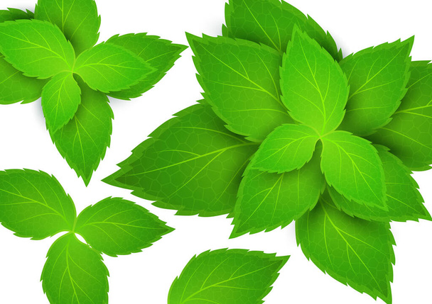Fresh mint on a white background. Menthol is a healthy scent. Herbal natural plant. Mint green leaves. Vector illustration for your design. - Vector, Image