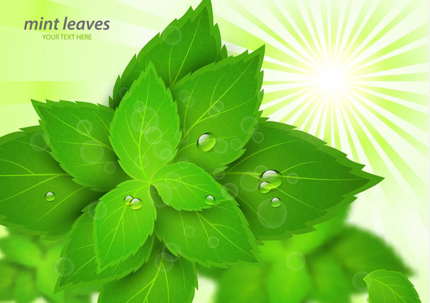 Fresh mint in the bright rays of the sun. Menthol is a healthy scent. Herbal natural plant. Green mint leaves. Vector illustration for your design. - Vector, Image