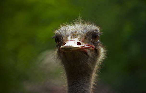 Adulto Avestruz close-up imagem. Cara de avestruz feminina. Mundo amplia avestruz de pássaro .Retrato de avestruz close-up
 - Foto, Imagem