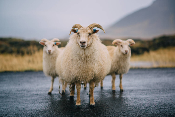 Three Icelandic goats stand on the road. - Fotó, kép