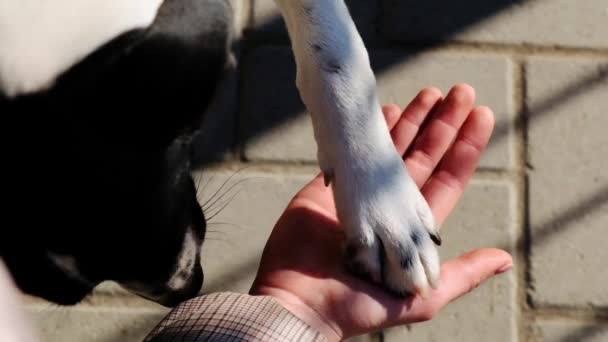 Leuke puppy hond geeft high-five aan meisje. Vriendschap van meisje en hond. Sluiten, Slow motion - Video