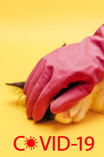 Ιός ζώων συντροφιάς ως λοίμωξη από τον ιό του Coronavirus σε μια γάτα - Φωτογραφία, εικόνα
