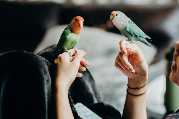 Woman liviing with Lovebird on hand in livingroom. Concept for pets nursery ,animal health and people lifestyle. - Fotoğraf, Görsel