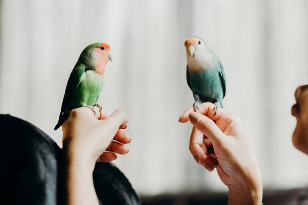 Woman liviing with Lovebird on hand in livingroom. Concept for pets nursery ,animal health and people lifestyle. - Photo, Image