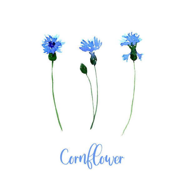 Conjunto de flores de milho aquarela azul. Coleção de flores desenhadas à mão isolado
. - Foto, Imagem