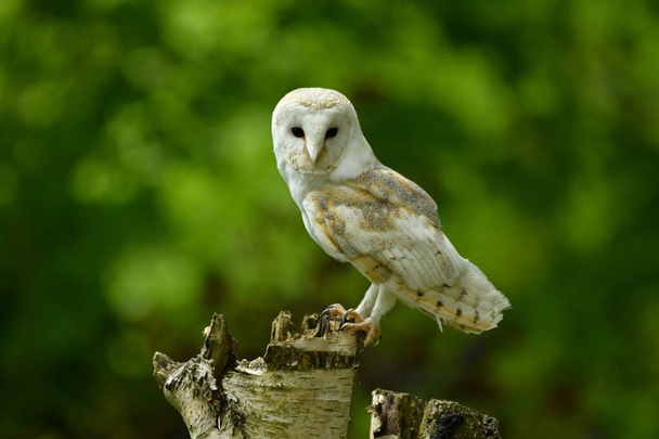 Barn owl perched on a branch - Foto, Imagem