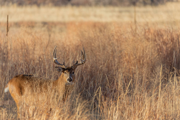 a whitetail deer buck in autumn during the rut in Colorado - Photo, Image