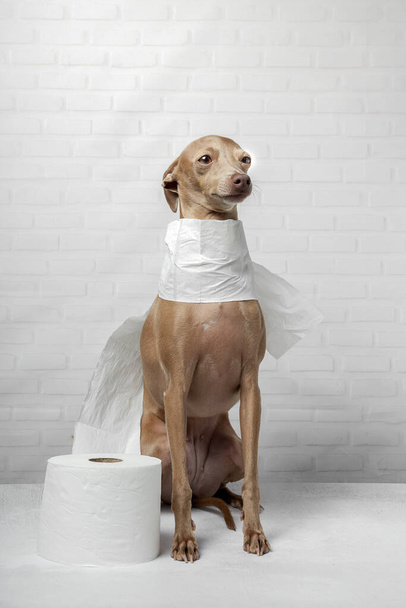 Italian greyhound dog playing with toilet paper rolls on white background. Quarantine concept.Coronavirus.Covid-19 - Фото, изображение