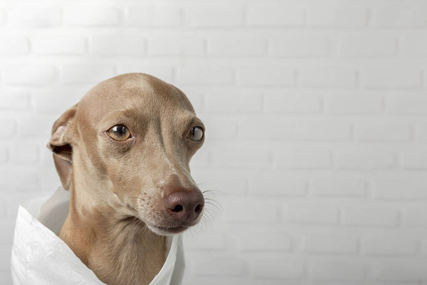 Italian greyhound dog playing with toilet paper rolls on white background. Quarantine concept.Coronavirus.Covid-19 - Фото, изображение