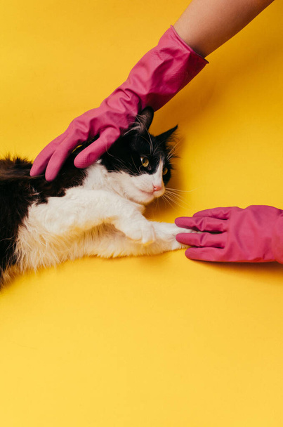 Risque de coronavirus pour le chat. Image recadrée du vétérinaire dans des gants retenant le chat sibérien isolé sur fond jaune. Hygiène animale soins de santé
 - Photo, image