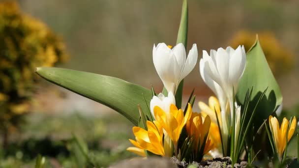 White and yellow crocuses bloomed in spring - Footage, Video