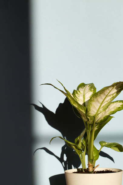 Діффенбахія або тумбочка в білому квітковому горщику на синьому фоні в сонячний день
 - Фото, зображення