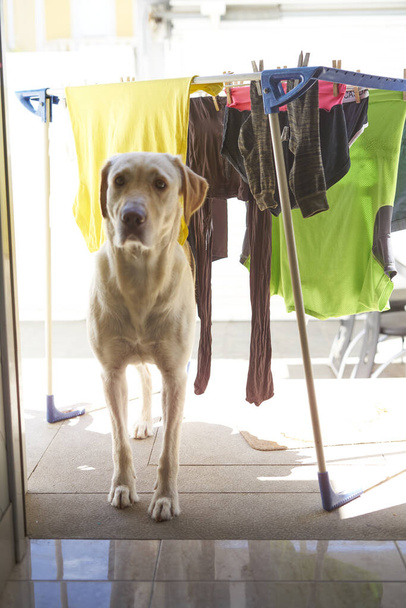 Labrador köpeği girişte çamaşır ipiyle kapıda dinleniyor. - Fotoğraf, Görsel