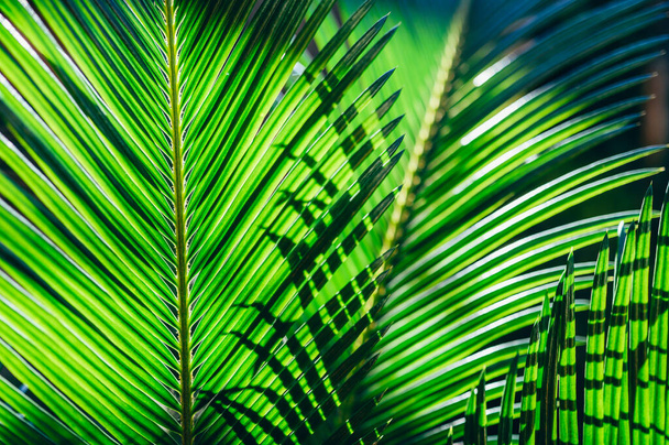 Licht und Schatten bestimmen die Formen der Palmblätter, und das Sonnenlicht, das ihnen entgegenscheint, verleiht ihnen wunderbare Schattierungen. Konzept von Natur und Urlaub. - Foto, Bild