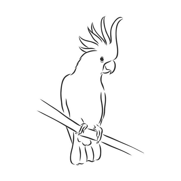 Окраска страницы попугая ара
 - Вектор,изображение