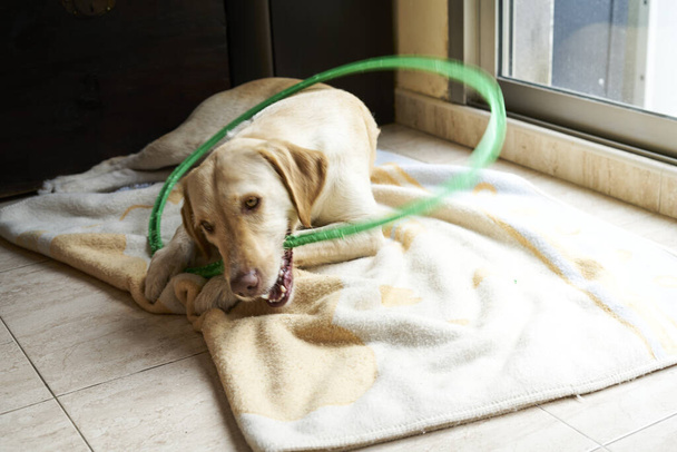 labrador pes hraje se zelenou obručí na světlé přikrývce - Fotografie, Obrázek