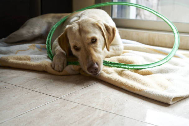 labrador dog plays with a green hoop on a light-colored blanket - Photo, Image