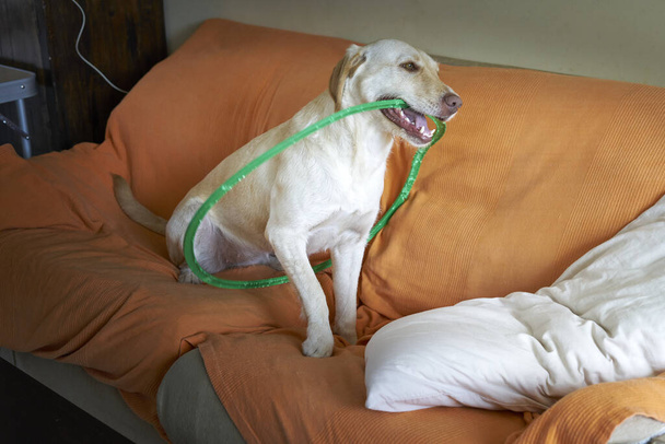labrador dog plays with a green hoop on an orange sofa - Photo, Image