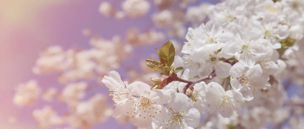 Floração ramo de cereja contra o céu azul. Hora da Primavera
 - Foto, Imagem