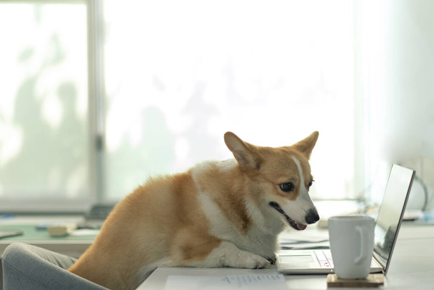 portrait of a corgi dog sitting in front of a laptop working at home or office - Photo, image