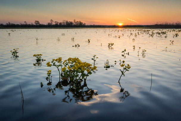 Marsh marigolds on the backwaters of Narew in Strekowa Gora, Podlaskie, Lengyelország - Fotó, kép