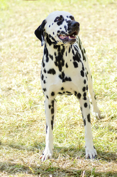 Dalmatian dog - Photo, Image