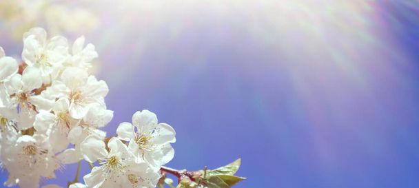 Flowering cherry branch against the blue sky. Spring time - Photo, Image