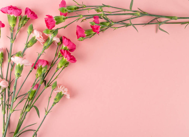 Φρέσκο μπουκέτο γαρύφαλλο λουλούδι σε ροζ φόντο πάνω όψη με χώρο αντίγραφο. Κίτρινα, ροζ και κόκκινα άνθη του είδους dianthus ή schabaud mockup - Φωτογραφία, εικόνα