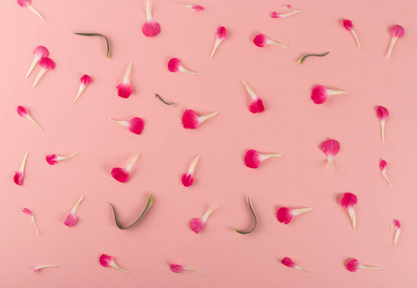 Piros szegfű szirmok minta rózsaszín papír háttér felülnézet. Virág textúra lapos fektetés - Fotó, kép