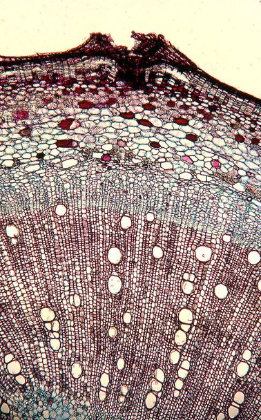 Holzzweig im Querschnitt unter dem Mikroskop 50x - Foto, Bild