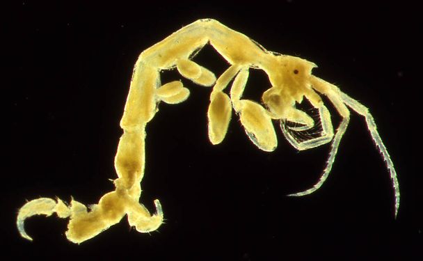 Granchi fantasma come plancton animale in mare
 - Foto, immagini