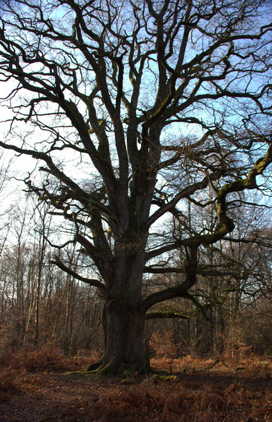 View of the large black oak, Rappeiche, in the Sababurg primeval forest - Photo, Image