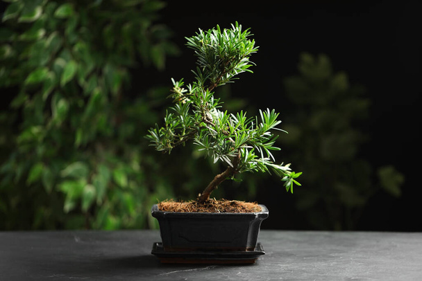 Japanese bonsai plant on grey table. Creating zen atmosphere at home - 写真・画像