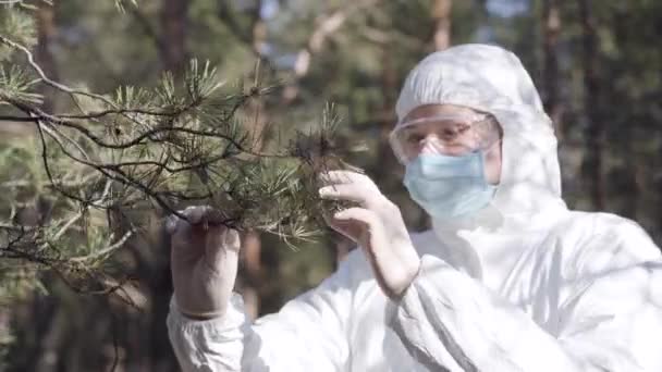 Young Caucasian man in protective suit, gloves, eyeglasses and face mask tearing off conifer needle in sunny forest. Portrait of botanist working during Covid-19 quarantine. Coronavirus problems. - Filmati, video